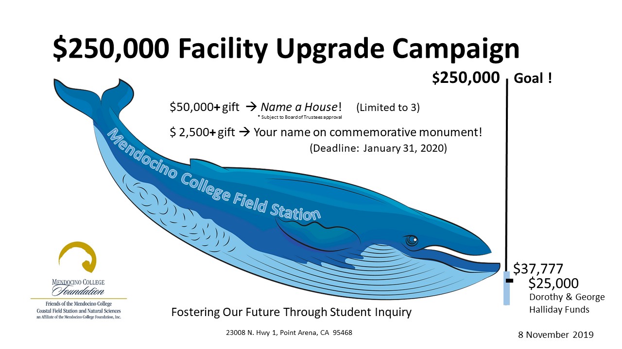 WhaleOmeter WhaleOmeter blue whale graphic for capital campaign