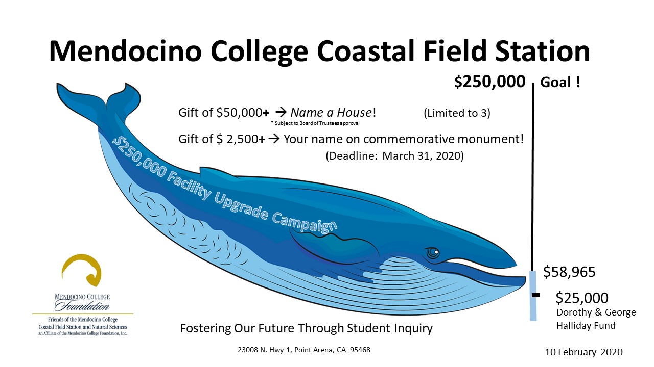 WhaleOmeter WhaleOmeter blue whale graphic for capital campaign