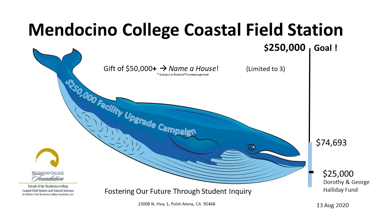 WhaleOmeter WhaleOmeter blue whale graphic for capital campaign